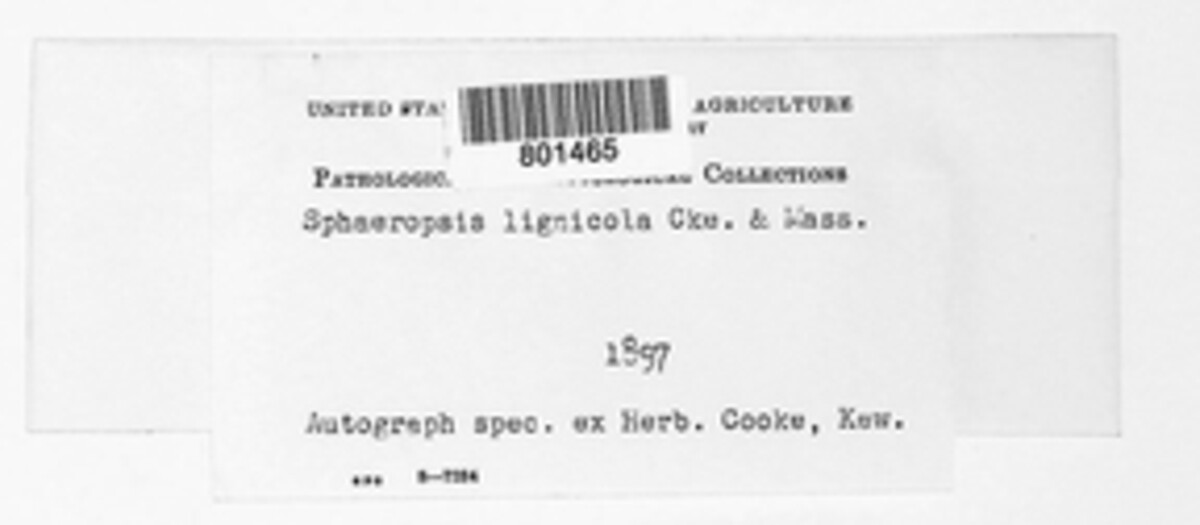 Rosellinia lignicola image
